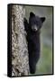 Black Bear (Ursus Americanus) Cub of the Year or Spring Cub Climbing a Tree-James Hager-Framed Stretched Canvas