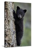 Black Bear (Ursus Americanus) Cub of the Year or Spring Cub Climbing a Tree-James Hager-Stretched Canvas