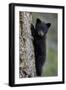 Black Bear (Ursus Americanus) Cub of the Year or Spring Cub Climbing a Tree-James Hager-Framed Photographic Print