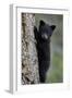 Black Bear (Ursus Americanus) Cub of the Year or Spring Cub Climbing a Tree-James Hager-Framed Photographic Print