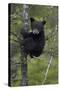 Black Bear (Ursus Americanus) Cub of the Year or Spring Cub in a Tree, Yellowstone National Park-James Hager-Stretched Canvas