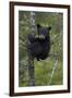 Black Bear (Ursus Americanus) Cub of the Year or Spring Cub in a Tree, Yellowstone National Park-James Hager-Framed Photographic Print