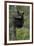 Black Bear (Ursus Americanus) Cub of the Year or Spring Cub in a Tree, Yellowstone National Park-James Hager-Framed Photographic Print