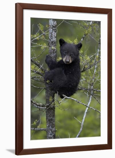 Black Bear (Ursus Americanus) Cub of the Year or Spring Cub in a Tree, Yellowstone National Park-James Hager-Framed Photographic Print