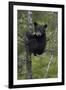 Black Bear (Ursus Americanus) Cub of the Year or Spring Cub in a Tree, Yellowstone National Park-James Hager-Framed Photographic Print