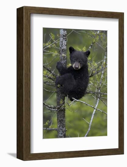 Black Bear (Ursus Americanus) Cub of the Year or Spring Cub in a Tree, Yellowstone National Park-James Hager-Framed Photographic Print