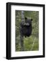 Black Bear (Ursus Americanus) Cub of the Year or Spring Cub in a Tree, Yellowstone National Park-James Hager-Framed Photographic Print