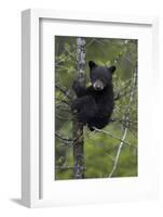 Black Bear (Ursus Americanus) Cub of the Year or Spring Cub in a Tree, Yellowstone National Park-James Hager-Framed Photographic Print