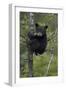 Black Bear (Ursus Americanus) Cub of the Year or Spring Cub in a Tree, Yellowstone National Park-James Hager-Framed Photographic Print