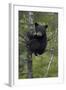 Black Bear (Ursus Americanus) Cub of the Year or Spring Cub in a Tree, Yellowstone National Park-James Hager-Framed Photographic Print