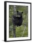 Black Bear (Ursus Americanus) Cub of the Year or Spring Cub in a Tree, Yellowstone National Park-James Hager-Framed Photographic Print