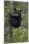 Black Bear (Ursus Americanus) Cub of the Year or Spring Cub in a Tree, Yellowstone National Park-James Hager-Mounted Photographic Print