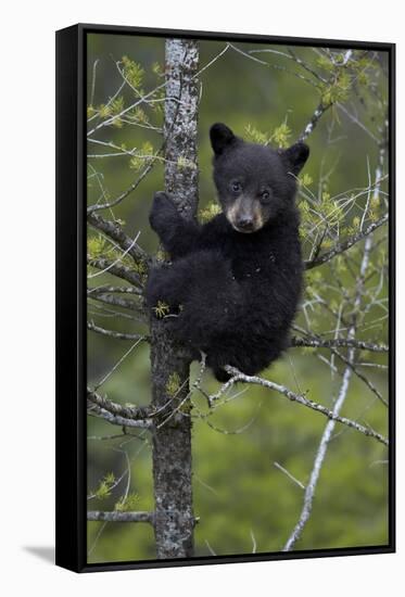 Black Bear (Ursus Americanus) Cub of the Year or Spring Cub in a Tree, Yellowstone National Park-James Hager-Framed Stretched Canvas