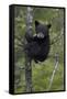 Black Bear (Ursus Americanus) Cub of the Year or Spring Cub in a Tree, Yellowstone National Park-James Hager-Framed Stretched Canvas