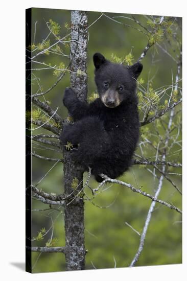 Black Bear (Ursus Americanus) Cub of the Year or Spring Cub in a Tree, Yellowstone National Park-James Hager-Stretched Canvas