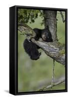 Black Bear (Ursus americanus) cub of the year or spring cub, Yellowstone Nat'l Park, Wyoming, USA-James Hager-Framed Stretched Canvas
