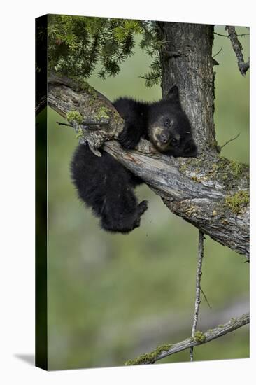 Black Bear (Ursus americanus) cub of the year or spring cub, Yellowstone Nat'l Park, Wyoming, USA-James Hager-Stretched Canvas