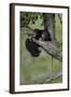 Black Bear (Ursus americanus) cub of the year or spring cub, Yellowstone Nat'l Park, Wyoming, USA-James Hager-Framed Photographic Print