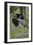 Black Bear (Ursus americanus) cub of the year or spring cub, Yellowstone Nat'l Park, Wyoming, USA-James Hager-Framed Photographic Print