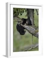 Black Bear (Ursus americanus) cub of the year or spring cub, Yellowstone Nat'l Park, Wyoming, USA-James Hager-Framed Photographic Print