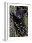 Black Bear (Ursus Americanus) Cub of the Year or Spring Cub, Yellowstone National Park, Wyoming-James Hager-Framed Photographic Print