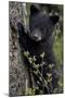 Black Bear (Ursus Americanus) Cub of the Year or Spring Cub, Yellowstone National Park, Wyoming-James Hager-Mounted Photographic Print