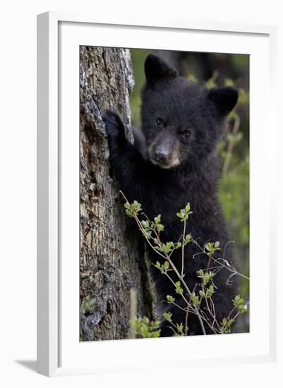 Black Bear (Ursus Americanus) Cub of the Year or Spring Cub, Yellowstone National Park, Wyoming-James Hager-Framed Photographic Print