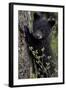 Black Bear (Ursus Americanus) Cub of the Year or Spring Cub, Yellowstone National Park, Wyoming-James Hager-Framed Photographic Print