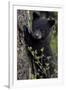 Black Bear (Ursus Americanus) Cub of the Year or Spring Cub, Yellowstone National Park, Wyoming-James Hager-Framed Premium Photographic Print