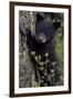 Black Bear (Ursus Americanus) Cub of the Year or Spring Cub, Yellowstone National Park, Wyoming-James Hager-Framed Premium Photographic Print