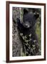 Black Bear (Ursus Americanus) Cub of the Year or Spring Cub, Yellowstone National Park, Wyoming-James Hager-Framed Premium Photographic Print