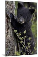 Black Bear (Ursus Americanus) Cub of the Year or Spring Cub, Yellowstone National Park, Wyoming-James Hager-Mounted Premium Photographic Print