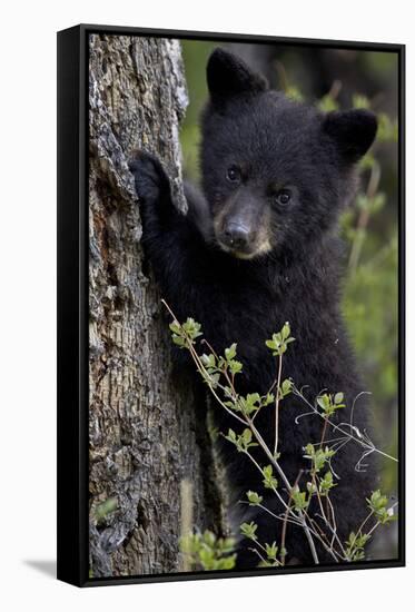 Black Bear (Ursus Americanus) Cub of the Year or Spring Cub, Yellowstone National Park, Wyoming-James Hager-Framed Stretched Canvas