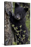 Black Bear (Ursus Americanus) Cub of the Year or Spring Cub, Yellowstone National Park, Wyoming-James Hager-Stretched Canvas