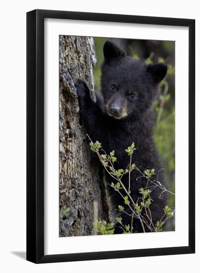 Black Bear (Ursus Americanus) Cub of the Year or Spring Cub, Yellowstone National Park, Wyoming-James Hager-Framed Premium Photographic Print