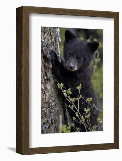 Black Bear (Ursus Americanus) Cub of the Year or Spring Cub, Yellowstone National Park, Wyoming-James Hager-Framed Premium Photographic Print