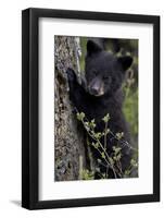 Black Bear (Ursus Americanus) Cub of the Year or Spring Cub, Yellowstone National Park, Wyoming-James Hager-Framed Premium Photographic Print