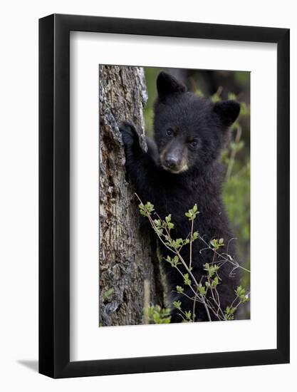 Black Bear (Ursus Americanus) Cub of the Year or Spring Cub, Yellowstone National Park, Wyoming-James Hager-Framed Premium Photographic Print