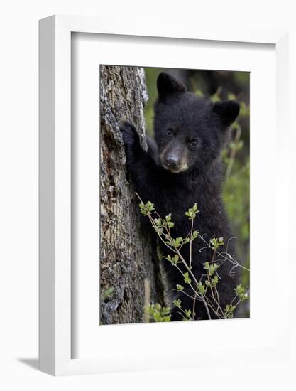 Black Bear (Ursus Americanus) Cub of the Year or Spring Cub, Yellowstone National Park, Wyoming-James Hager-Framed Premium Photographic Print