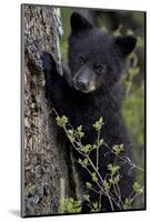 Black Bear (Ursus Americanus) Cub of the Year or Spring Cub, Yellowstone National Park, Wyoming-James Hager-Mounted Premium Photographic Print