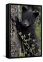 Black Bear (Ursus Americanus) Cub of the Year or Spring Cub, Yellowstone National Park, Wyoming-James Hager-Framed Stretched Canvas