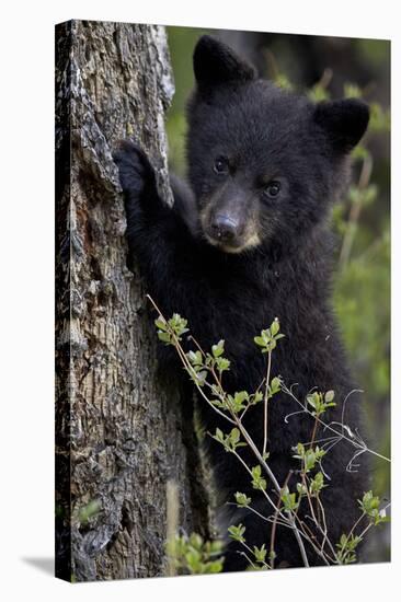 Black Bear (Ursus Americanus) Cub of the Year or Spring Cub, Yellowstone National Park, Wyoming-James Hager-Stretched Canvas