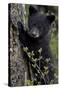 Black Bear (Ursus Americanus) Cub of the Year or Spring Cub, Yellowstone National Park, Wyoming-James Hager-Stretched Canvas