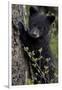 Black Bear (Ursus Americanus) Cub of the Year or Spring Cub, Yellowstone National Park, Wyoming-James Hager-Framed Photographic Print