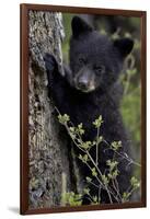 Black Bear (Ursus Americanus) Cub of the Year or Spring Cub, Yellowstone National Park, Wyoming-James Hager-Framed Photographic Print