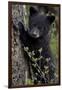 Black Bear (Ursus Americanus) Cub of the Year or Spring Cub, Yellowstone National Park, Wyoming-James Hager-Framed Premium Photographic Print