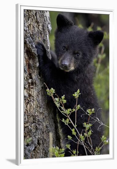 Black Bear (Ursus Americanus) Cub of the Year or Spring Cub, Yellowstone National Park, Wyoming-James Hager-Framed Premium Photographic Print