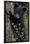 Black Bear (Ursus Americanus) Cub of the Year or Spring Cub, Yellowstone National Park, Wyoming-James Hager-Framed Premium Photographic Print