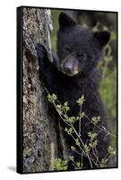 Black Bear (Ursus Americanus) Cub of the Year or Spring Cub, Yellowstone National Park, Wyoming-James Hager-Framed Stretched Canvas