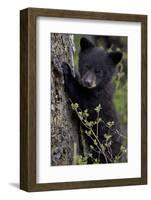 Black Bear (Ursus Americanus) Cub of the Year or Spring Cub, Yellowstone National Park, Wyoming-James Hager-Framed Photographic Print